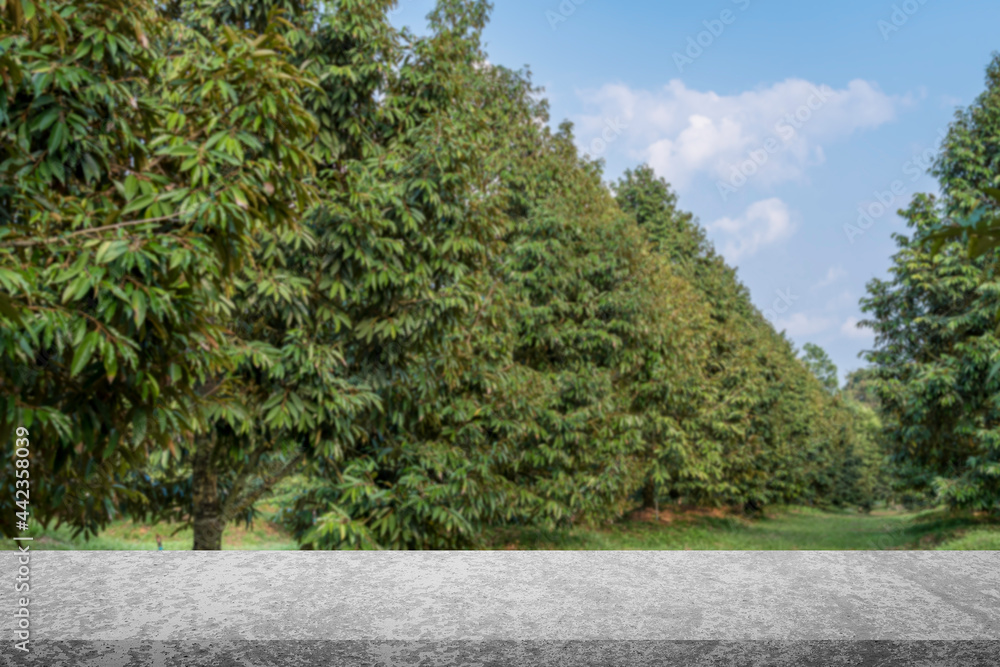 Grey concrete top table and durian tree with nice sky blur background, for display or montage product, advertising about durian plant Grey concrete top table and durian tree with nice sky blur background, for display or montage product, advertising about durian plant