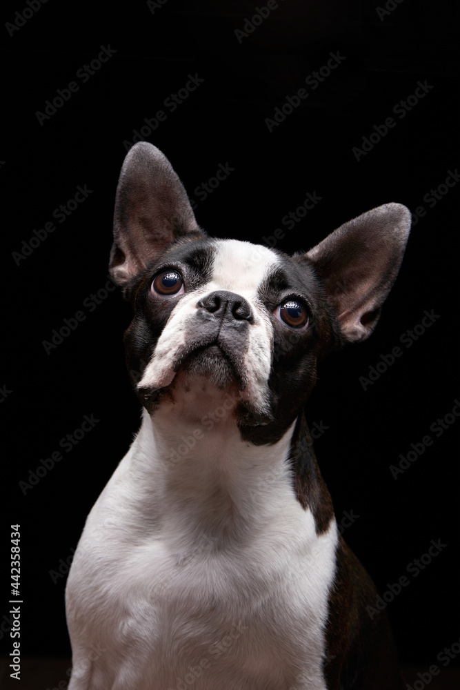 portrait of a dog on a black background. Attentive Boston Terrier