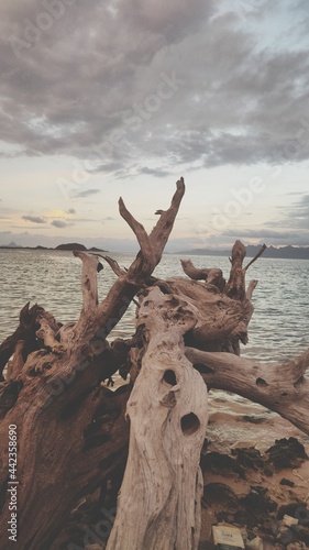 tree on the beach