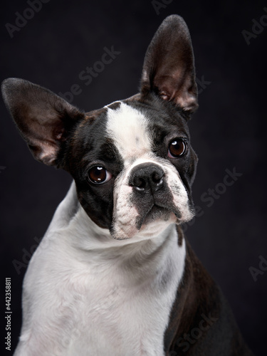 Fototapeta Naklejka Na Ścianę i Meble -  portrait of a dog on a black background. Attentive Boston Terrier