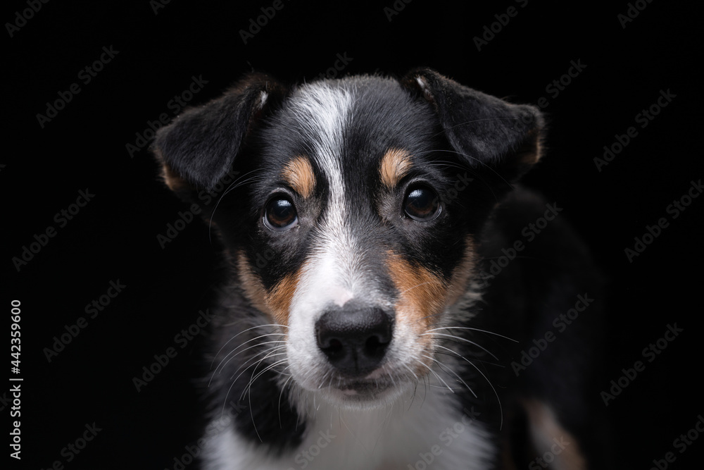 funny border collie puppy. The dog is grinning, playing on black