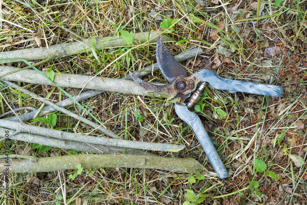 Obraz premium An old, traditional garden pruner with gray handles rests on the cut branches of a tree. Rusty parts of the tool. Garden work. Background. texture.