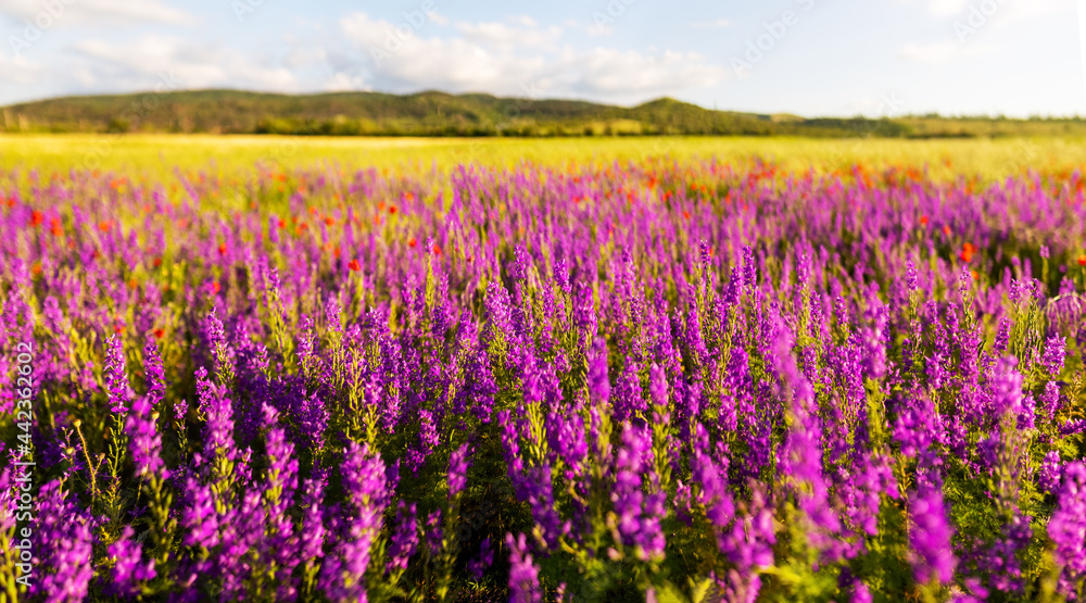 Fototapeta premium beautiful wild flowers in field. selective focus