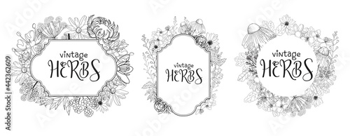 Template card with medicinal herbs. vector template. Wild medicinal plants. Retro flowers. Hand drawing illustration. Engraving style. Botanical illustration. Pharmacy herbs labels. Fresh local organ