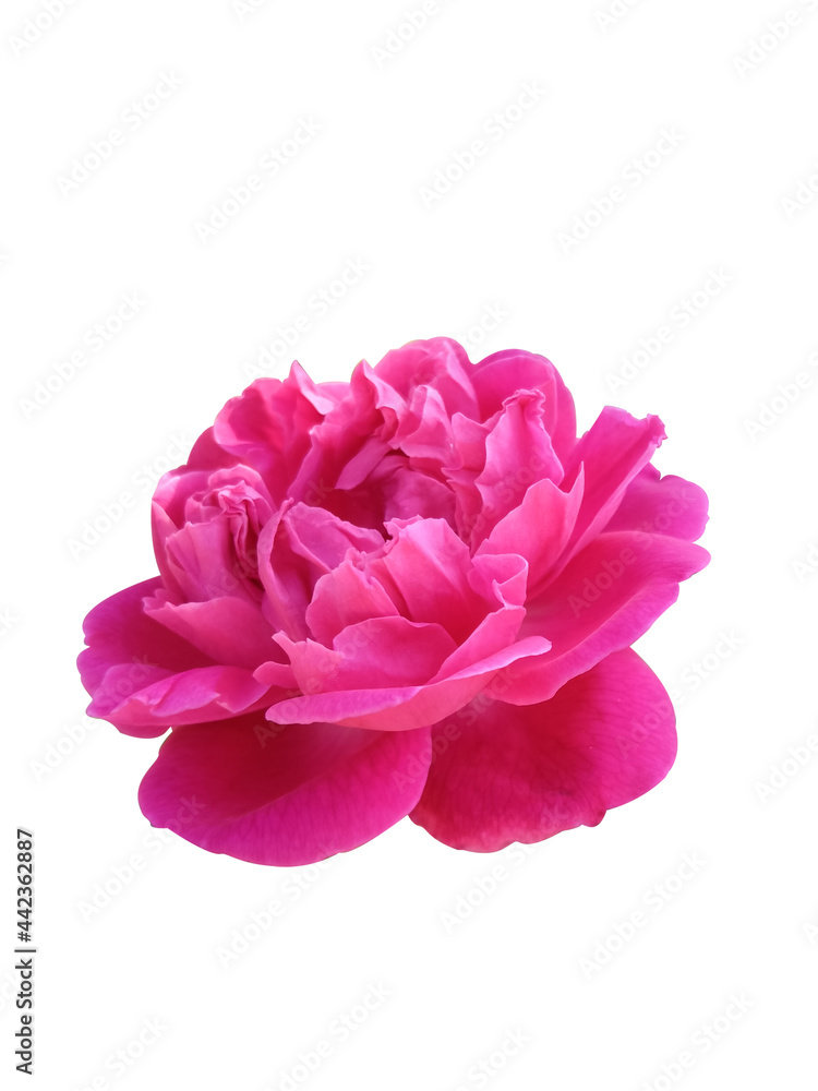 pink rose isolate , Bishop's Rose