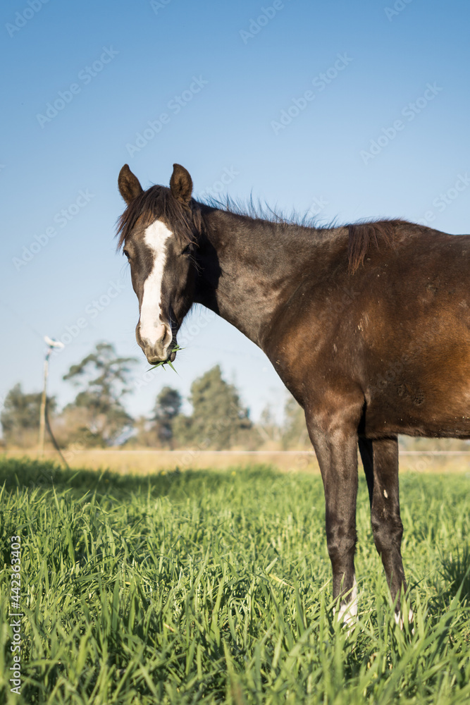 Black horse looking to the camera with grass in its mouth Black horse looking to the camera with grass in its mouth