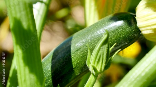 courgette in the garden with flower