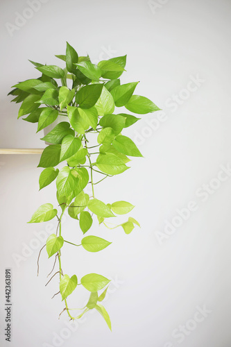 Golden pothos Epipremnum aureum Bunting Lime hanging plant on shelf
 photo
