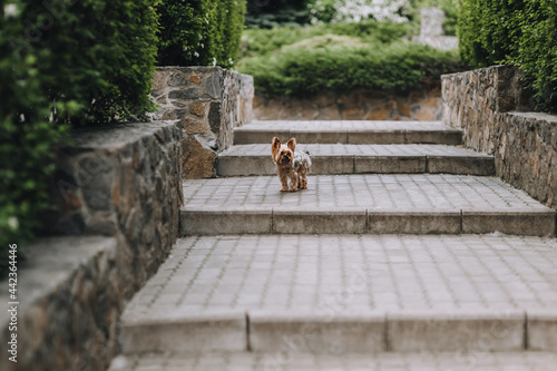 A small long-haired Yorkshire terrier stands on the steps and protects the territory in the park in nature. Photo of a pet.