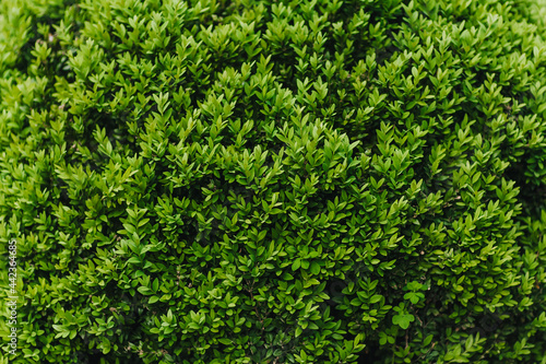 Background, texture of a green plant with foliage on the branches. Evergreen boxwood. Nature photography.