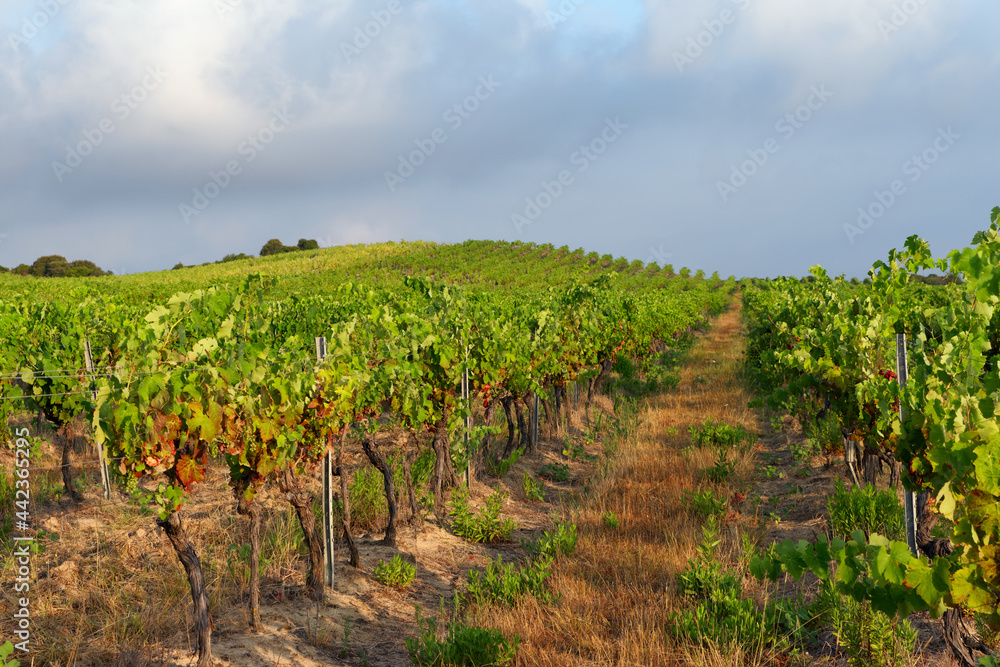 Vineyard in the hill of Aleria in estern plain of Corsica