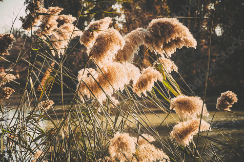 Pampas grass on the lake, against the background of sunset