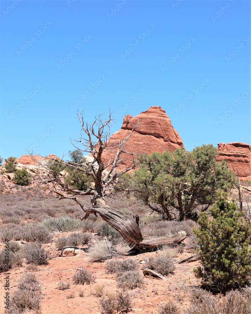 An Unique Tree in the Arches National Park Near Moab, Utah