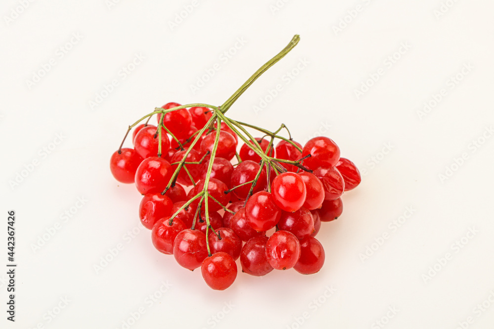 Red tasty and juicy Viburnum berries Red tasty and juicy Viburnum berries