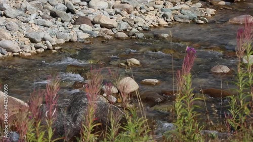 High quality Full HD cose-up detailed video of various plants in Rize, Turkey, and a unique view of their magnificent formations.
