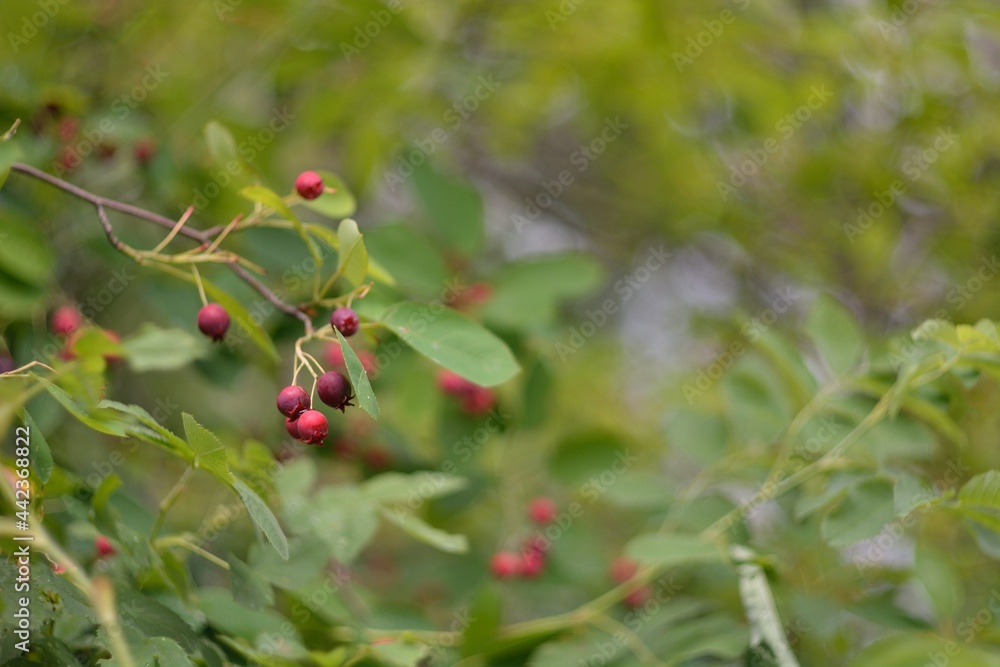 Wild red cherry, berry picking in the forest. Wild red cherry, berry picking in the forest.
