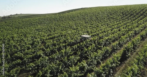 Aerial view: Tractor works the grape field. Amazing flying over the grape fields. 4k