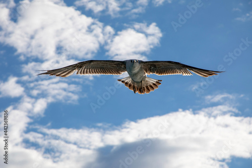 seagull in the sky  fliegende M  we  Himmel