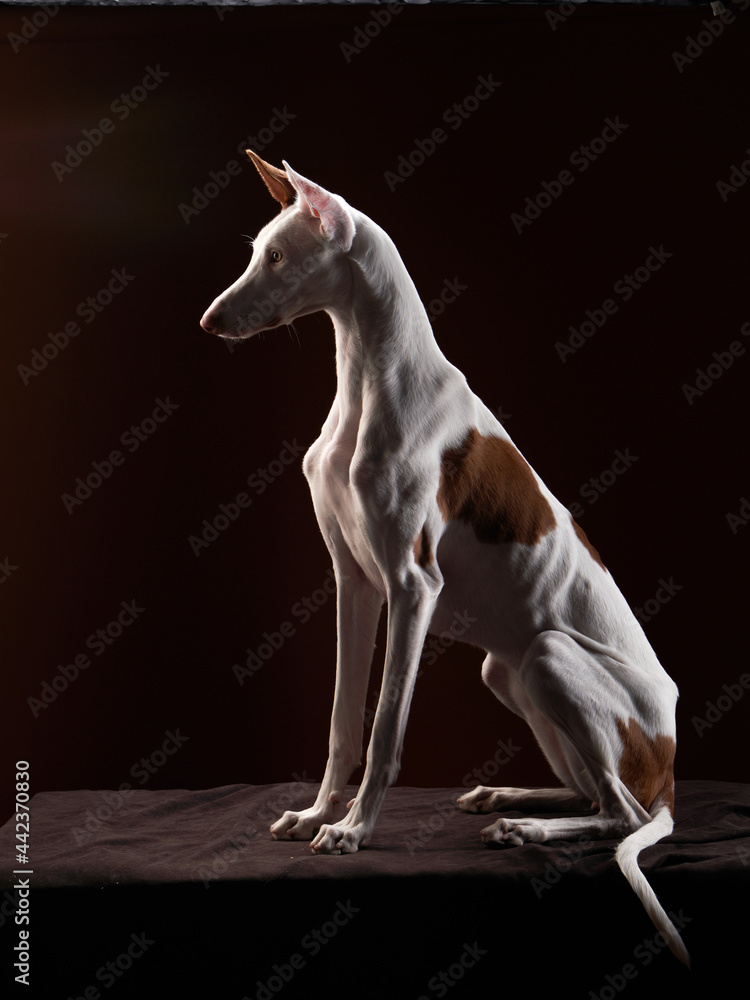 dog on a dark background in the studio. Slim spanish greyhound, podenko ibitsenko