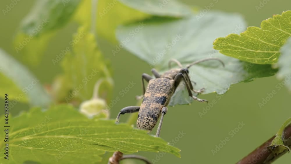 The longhorn beetle with black spots crawling up to the leaves of the plant in Estonia The longhorn beetle with black spots crawling up to the leaves of the plant in Estonia