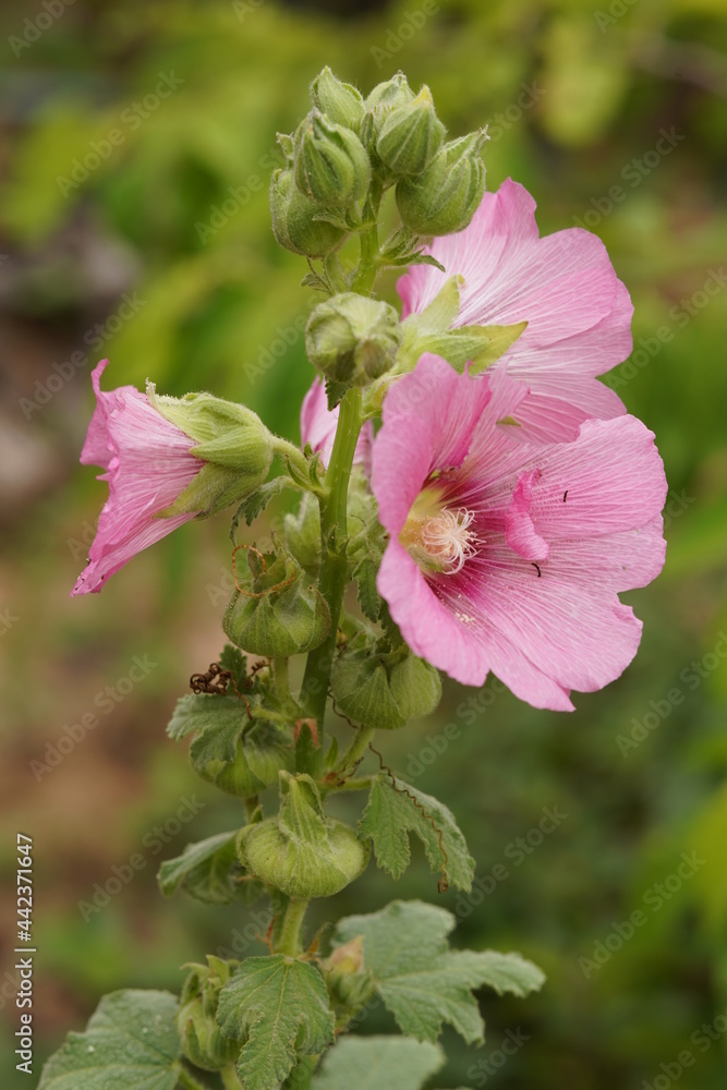 Sweet colorful pink hollyhock blooming on nature blurred background. Pink hollyhock flowers soft focus with some sharp and blurred, bokeh background. Sweet colorful pink hollyhock blooming on nature blurred background. Pink hollyhock flowers soft focus with some sharp and blurred, bokeh background.