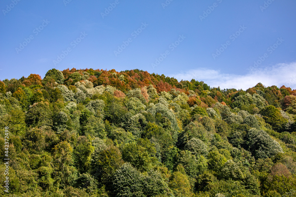 An image of the huge forest which seems a little bit yellow during summer. With the clear blue sky they complete each other in the nature. An image of the huge forest which seems a little bit yellow during summer. With the clear blue sky they complete each other in the nature.