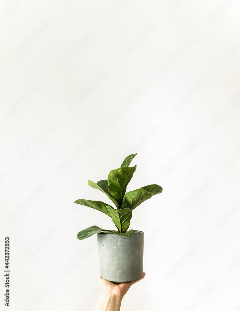 Ficus home plant with green leaves in gray pot in hand on white background. Scandinavian minimalism with copy space. Ficus home plant with green leaves in gray pot in hand on white background. Scandinavian minimalism with copy space.