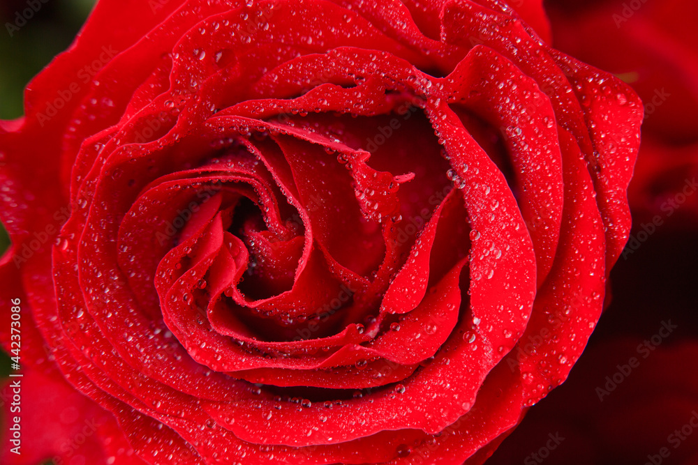 Macro photography of a red rose with fresh water drops Macro photography of a red rose with fresh water drops