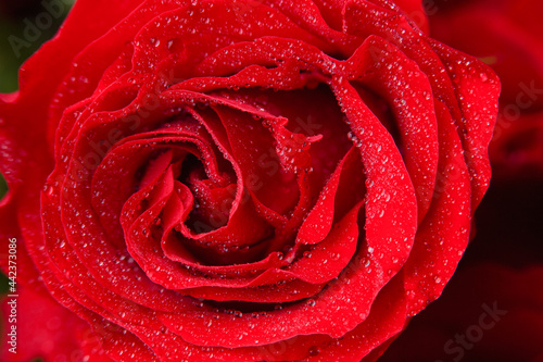 Macro photography of a red rose with fresh water drops