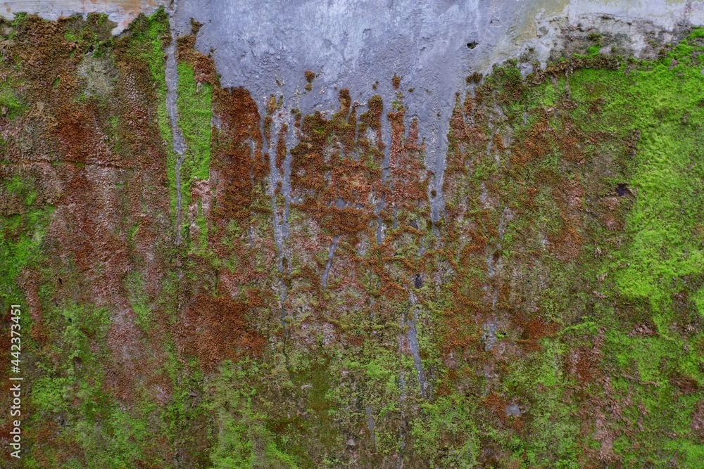 Close-up of green moss texture on the old wall for background