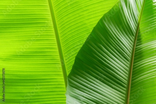 close up banana leaf texture for background or wallpaper