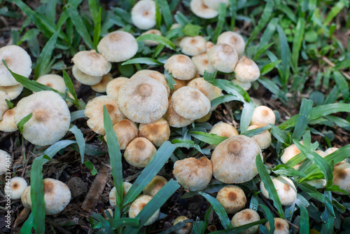 Photo of poisonous mushrooms toadstools in the backyard