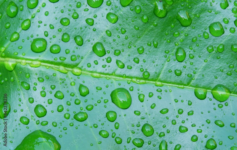 Water drops on the background of green leaves, orange leaves