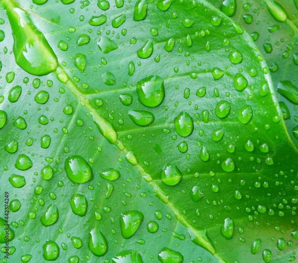 Water drops on the background of green leaves, orange leaves