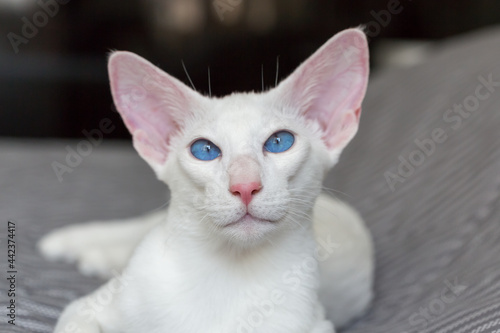 Portrait of oriental shorthair white cat with blue eyes