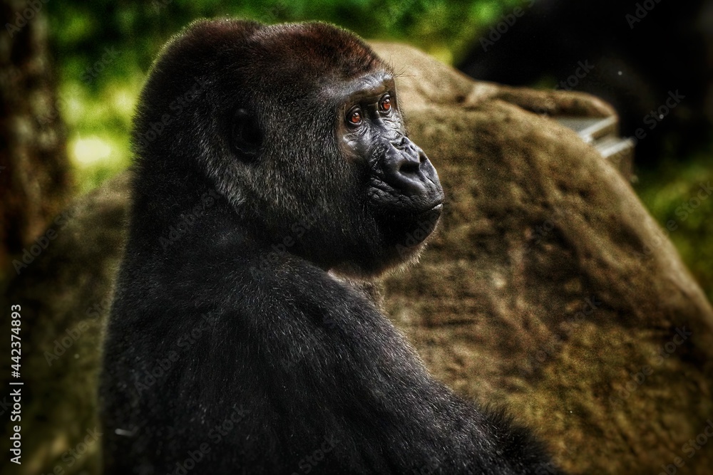 Obraz premium Gorilla Close Up