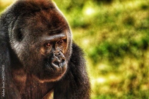 Gorilla Close Up