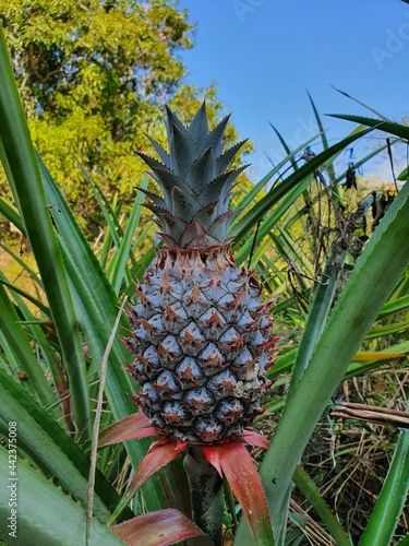 pineapple on a tree