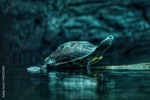 turtle in the water