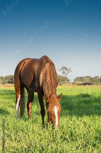 Vertical shot of young brown horse grazing in the green meadow