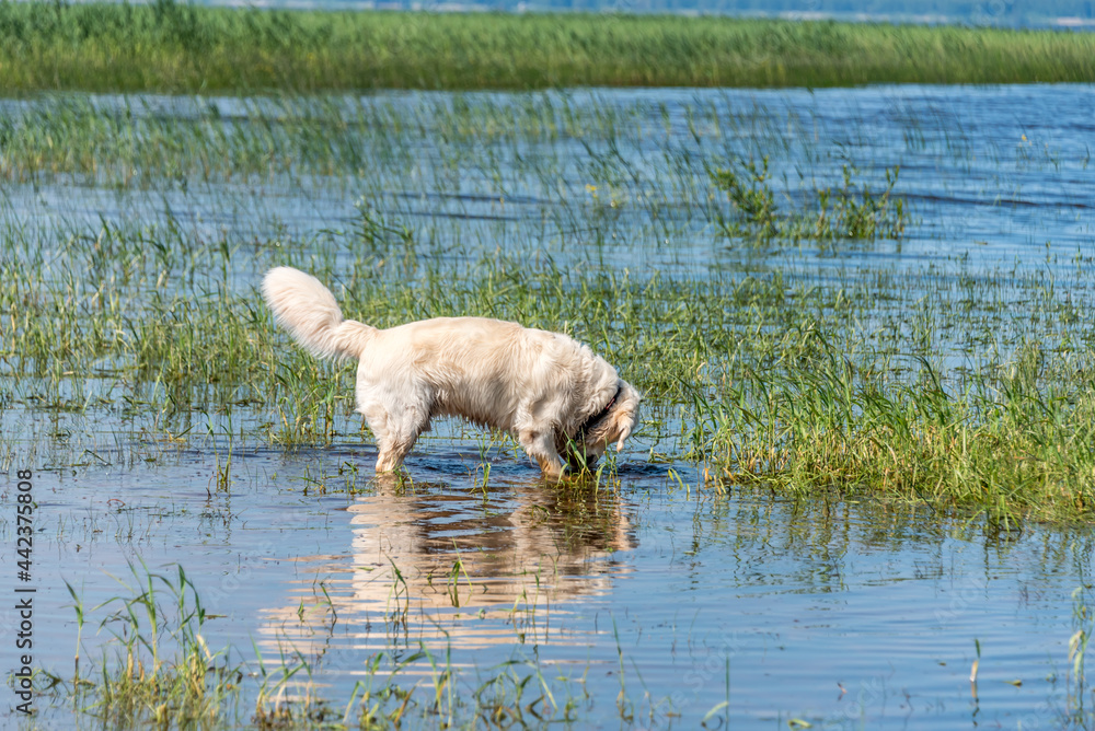 White Golden Retriever Hunting for Frogs in a Lake