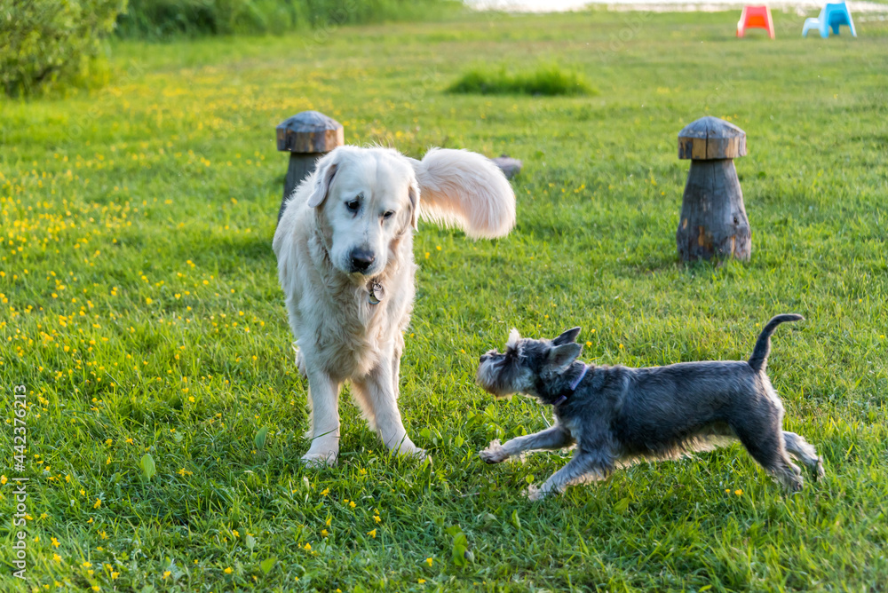 White Golden Retriever Playing with Small Dog White Golden Retriever Playing with Small Dog