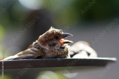 Photography Close-up of injured sparrow lying in a tray for healing