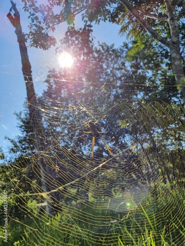 morning dew on a web
