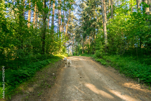 White Golden Retriever on a Dirt Road in a Forest in Latvia
