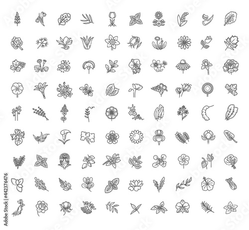 Set of flowers and herbs icon in flat design