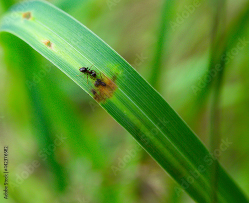 an ant and four aphids (plant lice) sitting on a blade of grass symbol of symbiotic relationship © Marco Warm