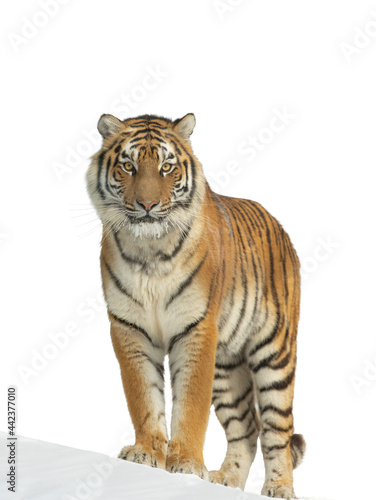 tiger standing in the snow isolated on white background