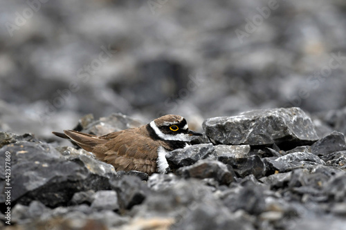 breeding Little Ringed Plover (Charadrius dubius)  // brütender Flußregenpfeifer  photo