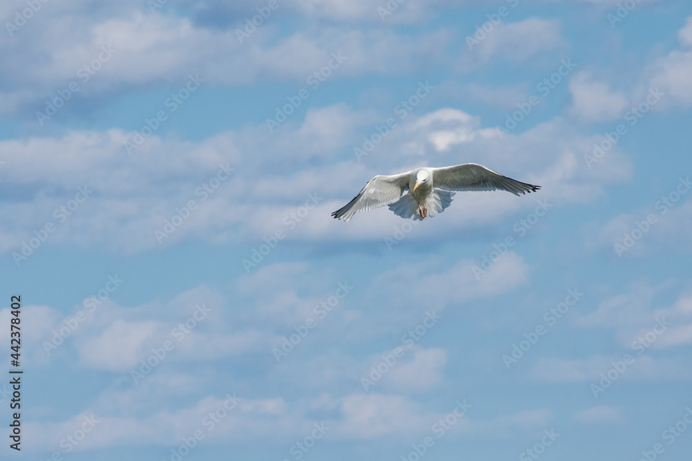 Fototapeta premium Seagull soaring